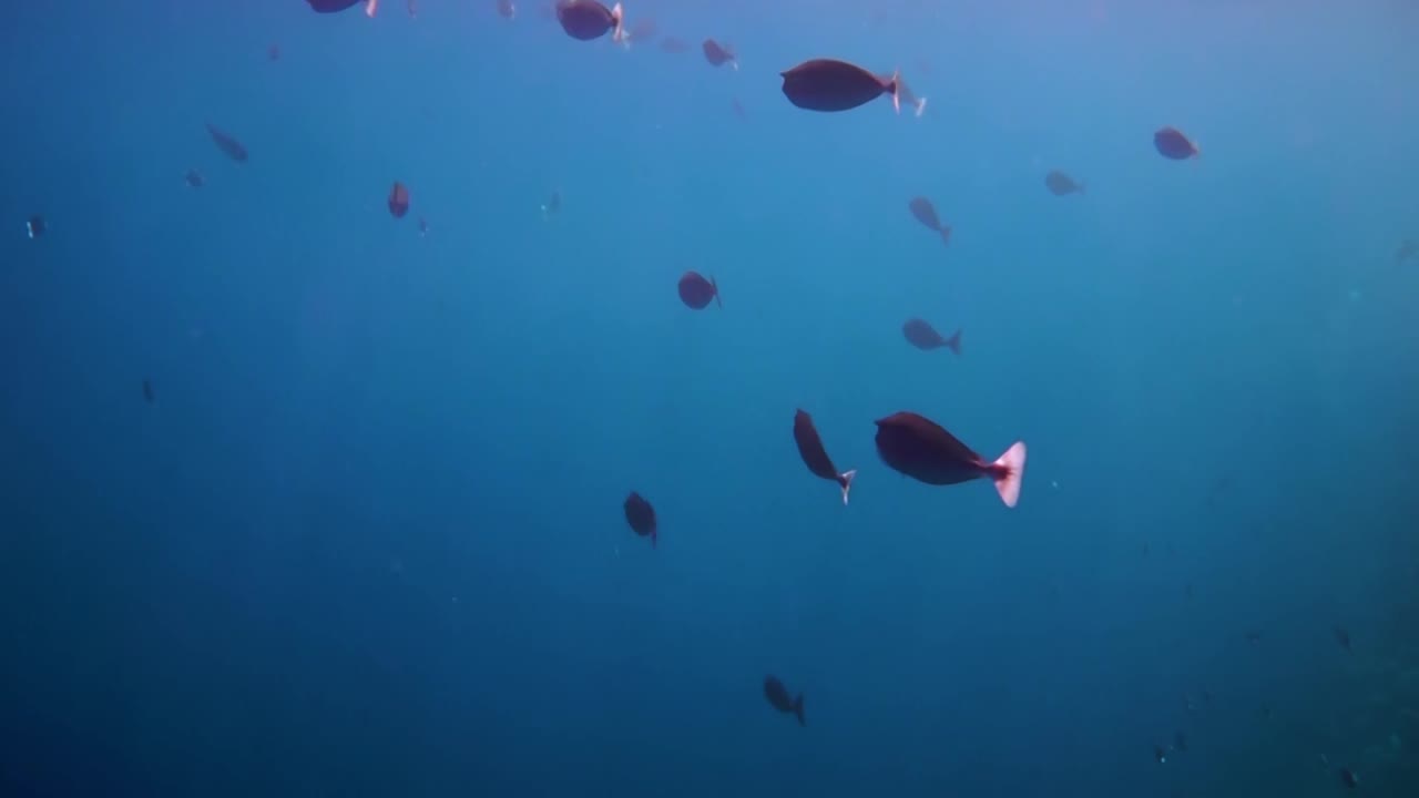 다양한 단단하고 부드러운 산호와 열대 어류가 있는 암초입니다. 몰디브 인도양.