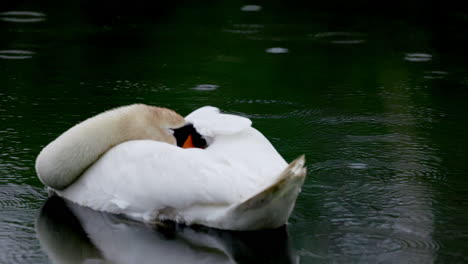 beautiful slow-motion footage of a swan family gliding across the water for the first time.