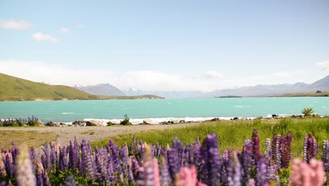 vibrant, blooming lupins on an alpine lake shore on a sunny spring morning