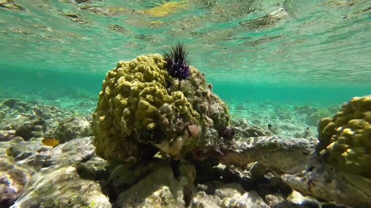 Esca da pesca spinosa simile a un riccio di mare che si muove sopra una colorata barriera corallina per la pesca a mosca, nel mare caraibico sottomarino