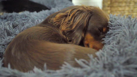 Small-brown-Dachshund-sausage-dog-asleep-in-fluffy-dog-bed