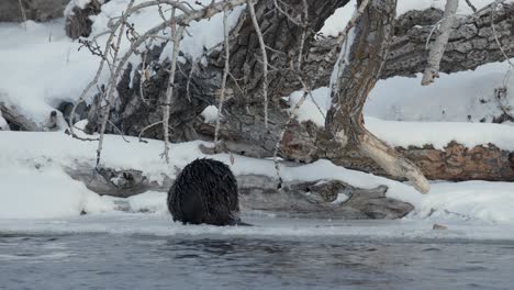 a beaver emerges from the frigid waters, and gracefully traverses along the icy riverbank and begins to gnaw on a branch