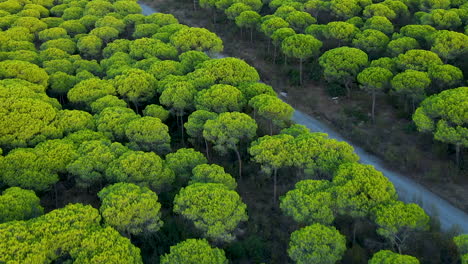 Schirmkiefern-Mit-Hellgrünem-Laub-In-Einem-Naturschutzgebiet-In-Der-Nähe-Von-El-Rompido,-Spanien---Drohnenaufnahme-Aus-Der-Luft