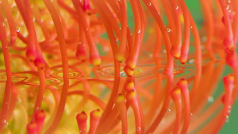 close-up of a pincushion protea flower with water reflection