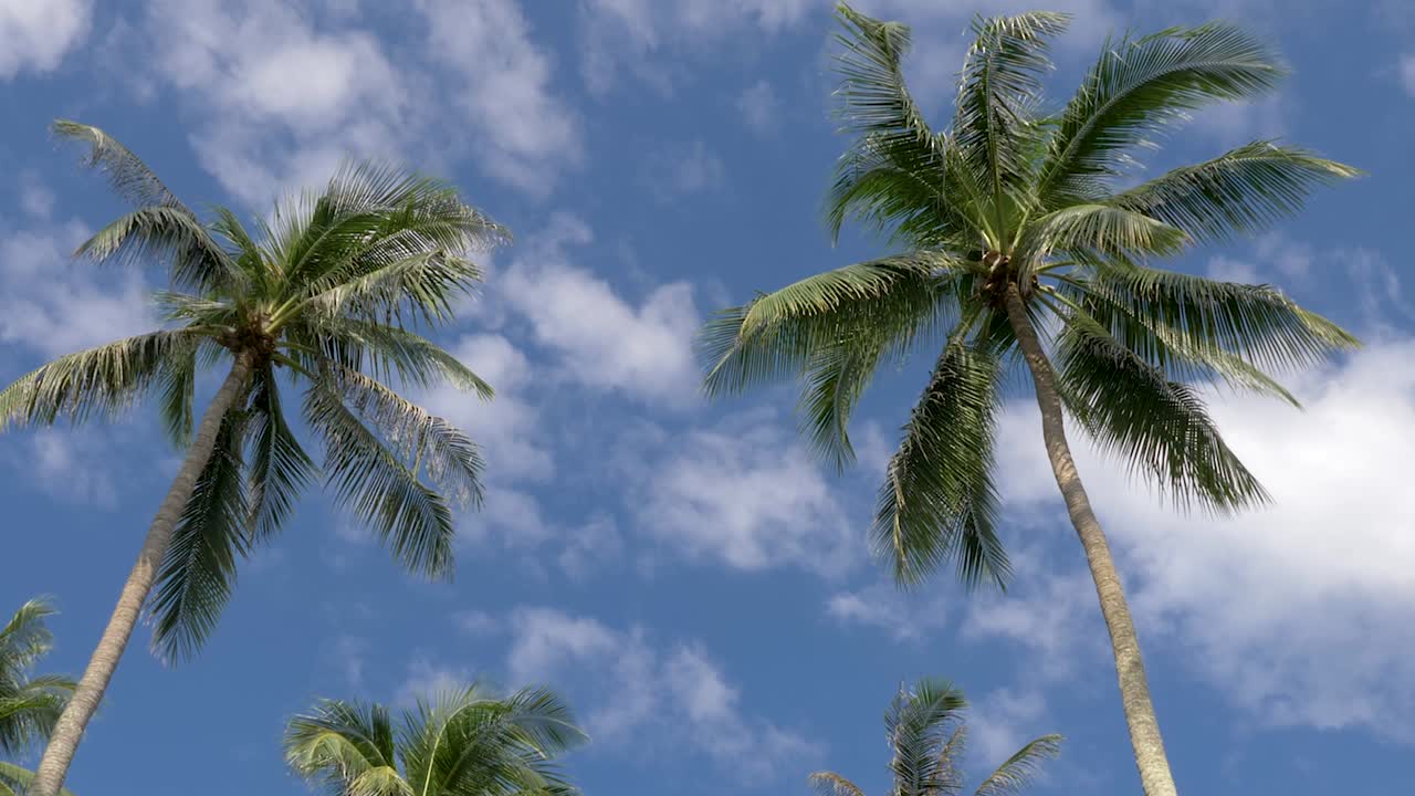 palmeras de coco con fondo de cielo azul
