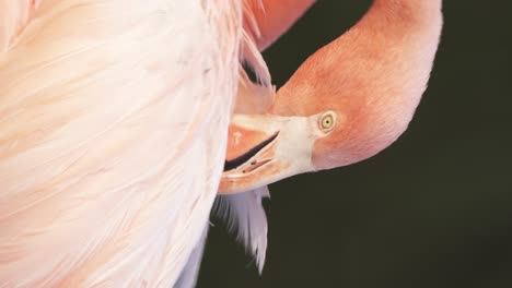 Nahaufnahme-Eines-Vertikalen-Videos-Eines-Hellrosa-Amerikanischen-Flamingos,-Der-Seine-Federn-Pflegt,-Während-Er-Sich-In-Der-Natur-Ausruht