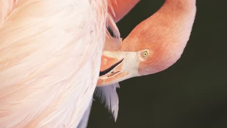 close up vertical video of a light pink american flamingo grooming its feathers while resting in nature