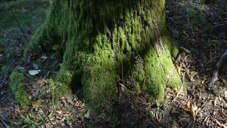 Moss growing on tree trunks bottom roots near the ground, up close vegetation