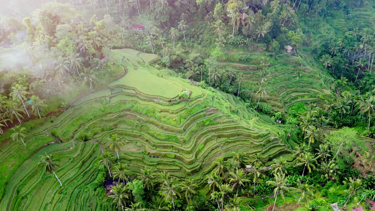 terraza de arroz en la selva mística, verde exuberante plantación en cascada con contornos saludables