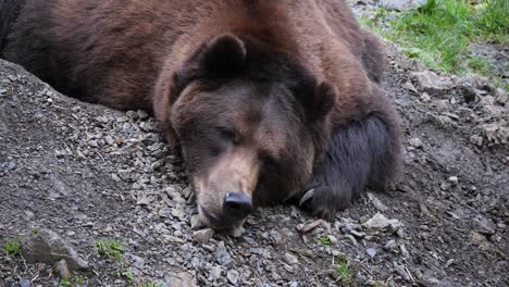 Gran-Oso-Pardo-Descansando,-Alaska