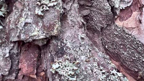 textura del tronco de un árbol en el bosque cerca de la textura de un árbol viejo