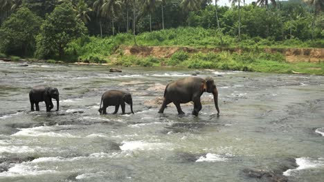 una madre elefante y sus crías cruzando un río rodeado de exuberante vegetación.