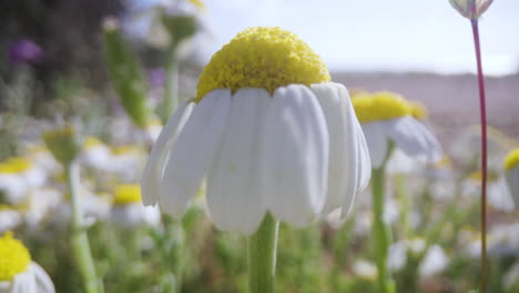 Kamillenblüten-Auf-Einem-Feld