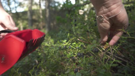 Collecting-wild-blueberries-from-bush-using-berry-picking-rake,-closeup