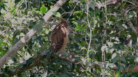 Die-Buffy-Fish-Owl-Ist-Eine-Große-Eule-Und-Doch-Die-Kleinste-Unter-Den-Vier-Fischeulen