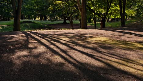 long tree shadow in a park path