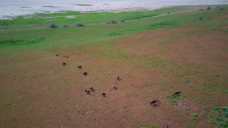 a high drone shot of a large herd of buffalo or bison walk around in a green meadow and on a beach with their kids in the springtime