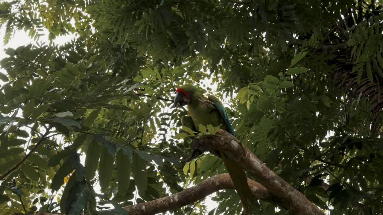 gran pájaro guacamayo verde rascándose mientras se sienta en un árbol - tiro de ángulo bajo