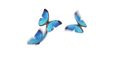 beautiful blue colored butterflies morpho menelaus fly close-up into the frame from behind camera, sit down, fly away. white green backgrounds. loop-able 3d animation alpha.
