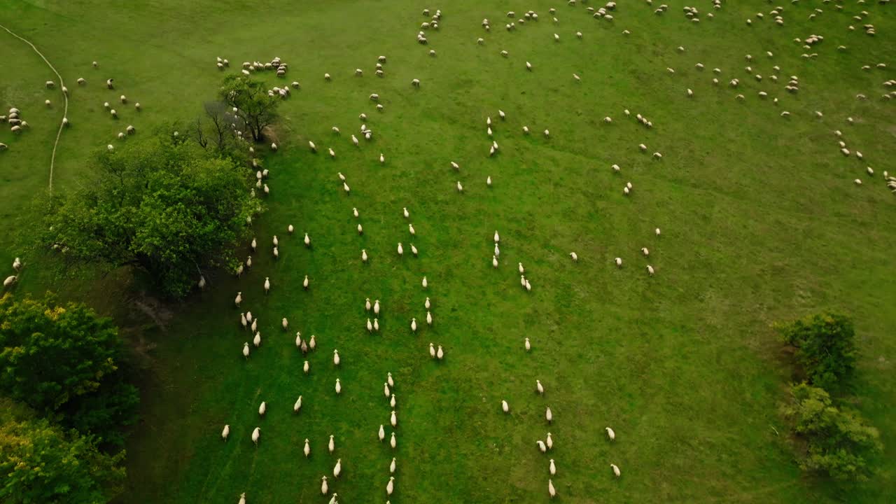 Aerial footage of a large flock of sheep moving across vibrant green meadows with scattered trees in the Súľov region of Slovakia