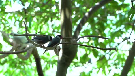 dos gorriones o pinzones java sentados en una rama dentro del árbol