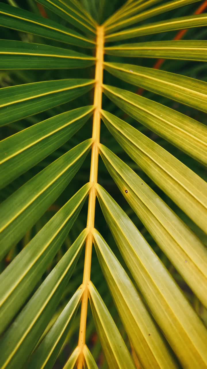 primer plano de una hoja de palma
