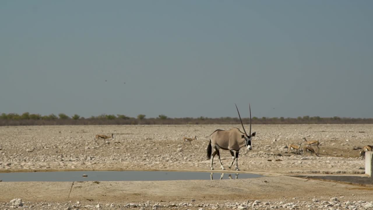 orix solo en un pozo de agua en el parque nacional de etosha en namibia
