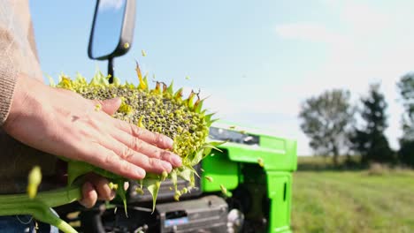 a farmer inspects the sunflower crop against the background of a green tractor sunflower harvest a farmer inspects the sunflower crop against the background of a green tractor sunflower harvest time