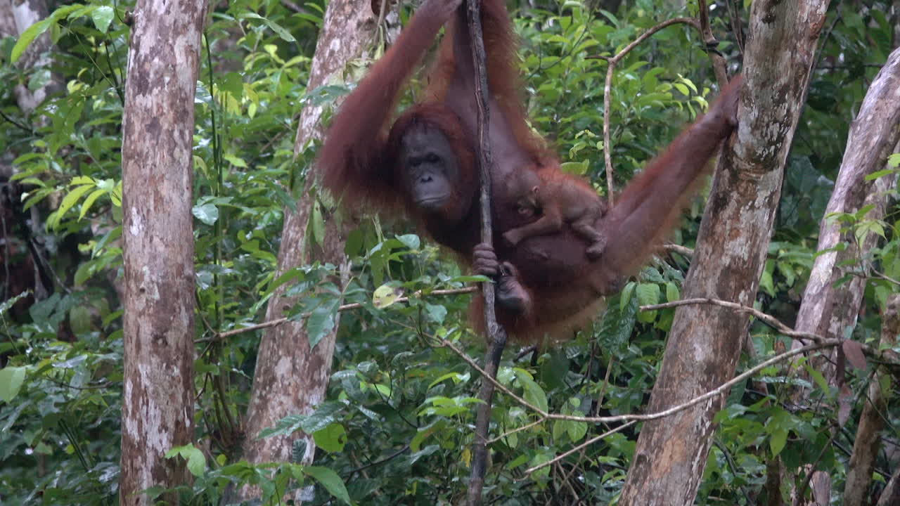 Wild orangutan with baby in Borneo.