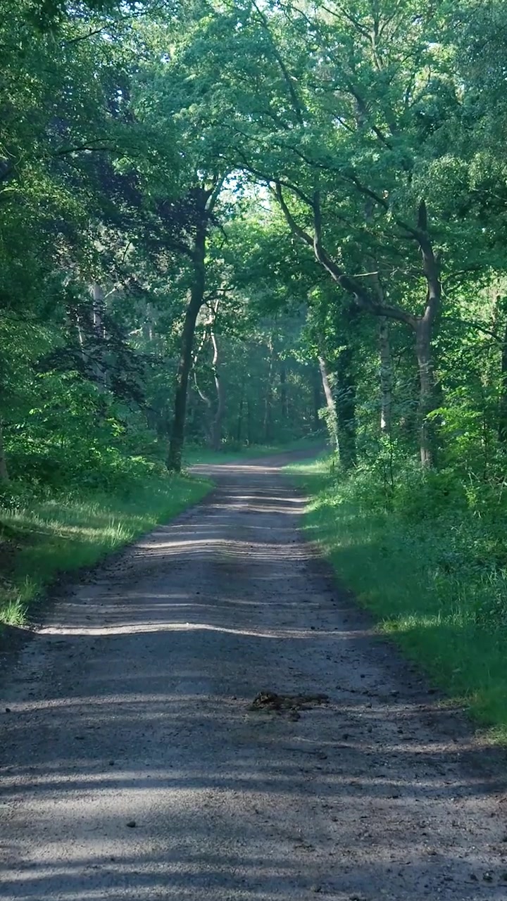 Sentiero sterrato che si snoda attraverso una foresta verde lussureggiante