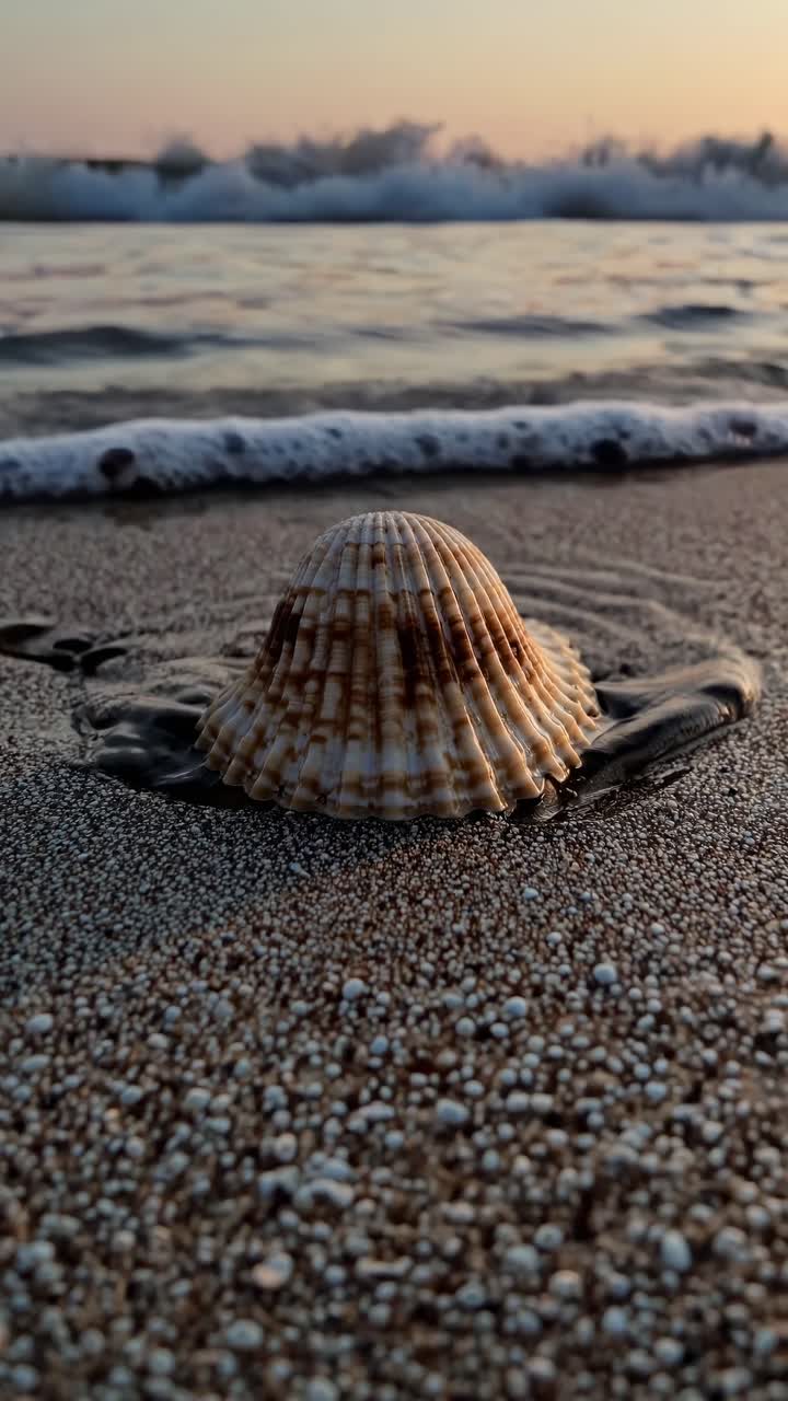 Seashell on Sandy Beach Washed by Gentle Ocean Waves at Sunset