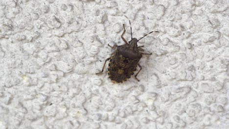 Mottled-Shieldbug-walking-up-on-a-wall