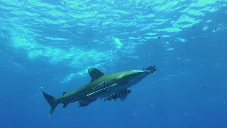 Tiburón-Oceánico-De-Punta-Blanca-Que-Pasa-En-Aguas-Poco-Profundas-En-El-Mar-Rojo