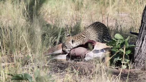 graphic: african leopard feeds on recently killed impala carcass