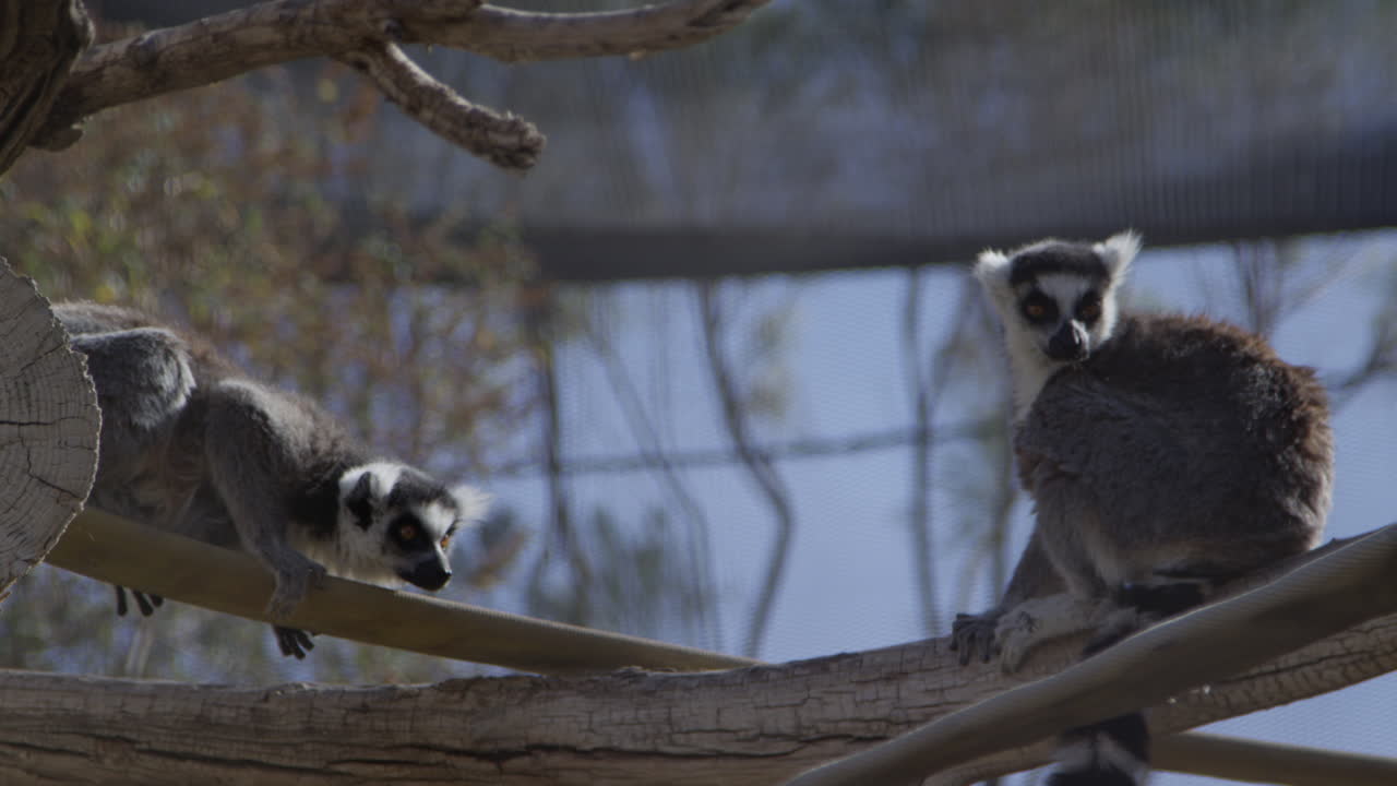 pareja de lémures en cautiverio en el zoológico