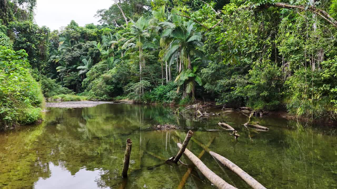 Aerial footage captures a tranquil creek surrounded by lush rainforest in Port Douglas, Australia. Natural lighting enhances the vibrant greenery