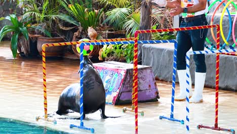 el león marino realiza trucos con una pelota de colores