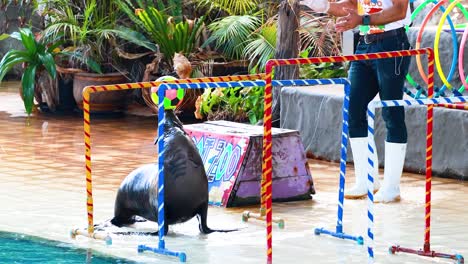 sea lion performs tricks with a colorful ball