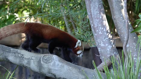 red panda walking on tree branches