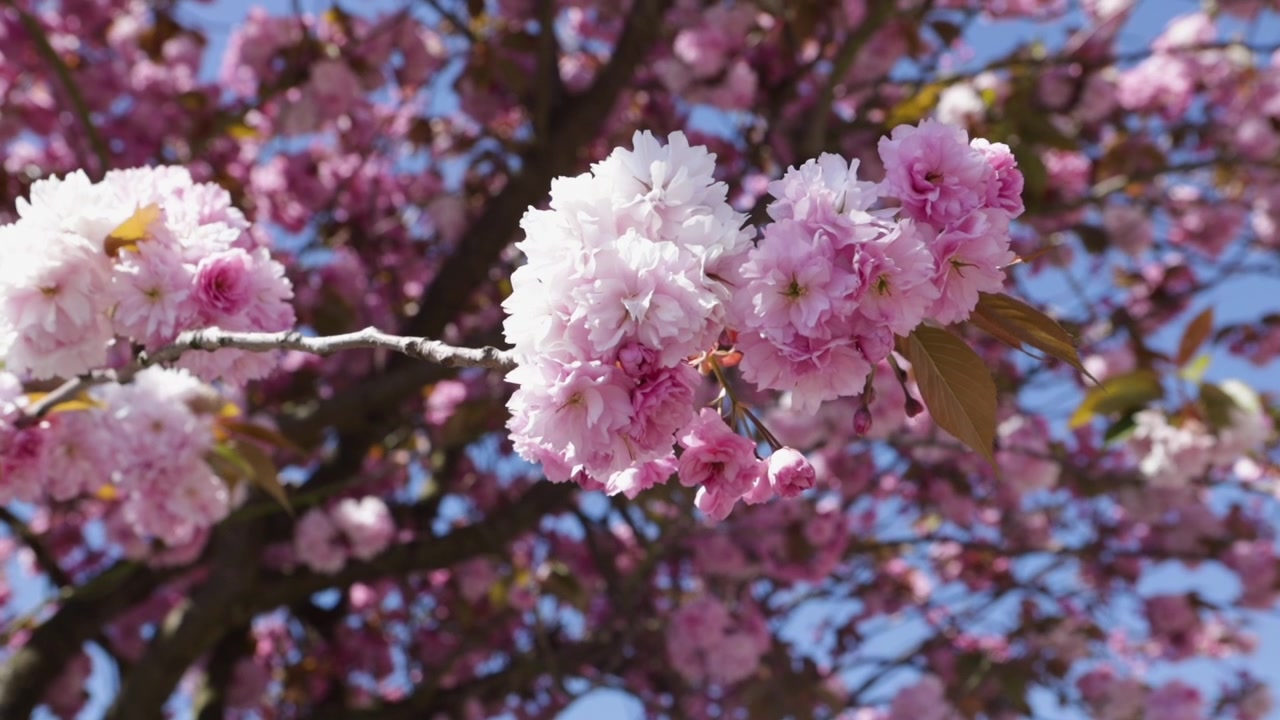 Cluster Of Fluffy Pink Double-Flowered Cherry Blossoms Blooms On Tree Branches. Close-up Shot