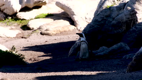 jackass penguin spheniscus demersus waddles among big coastal rocks in shade toward nest