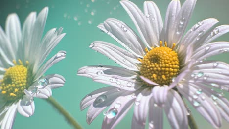 Close-up of daisies with water droplets, shot from a low angle. The soft focus and pastel tones give