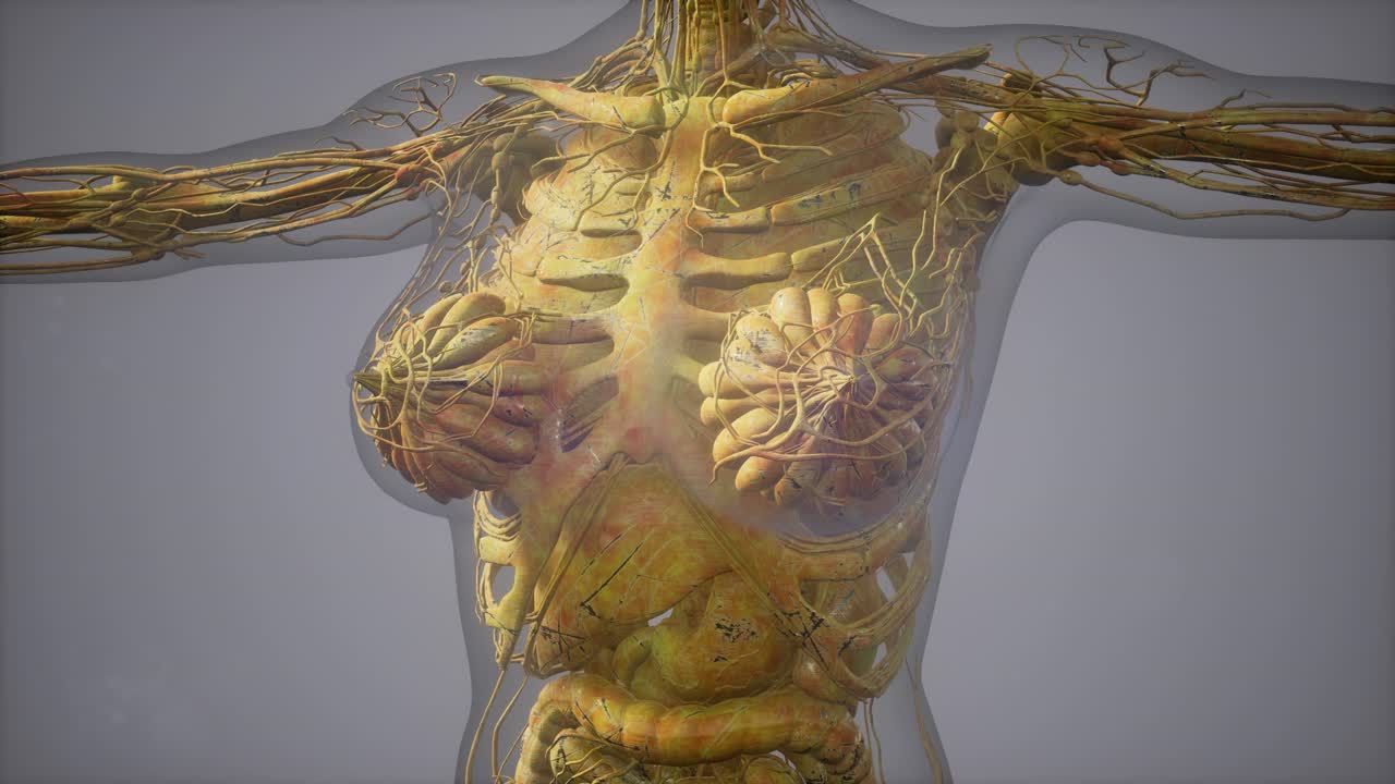 modelo que muestra la anatomía del cuerpo humano ilustración