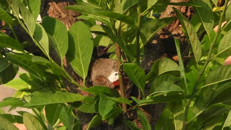 pájaro bulbul de ventilación roja en el nido - árbol