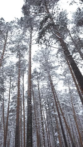 snowy pine forest