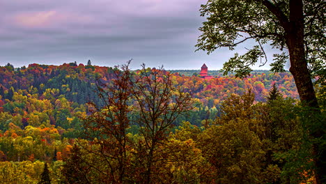 abundant lush flora sigulda latvia woods timelapse