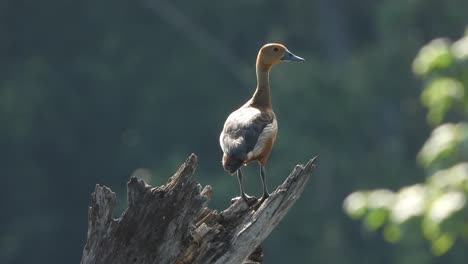 Silbido-Pato-estanque-árbol