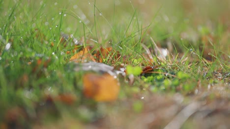 green grass and fallen withered leaves covered with morning dew