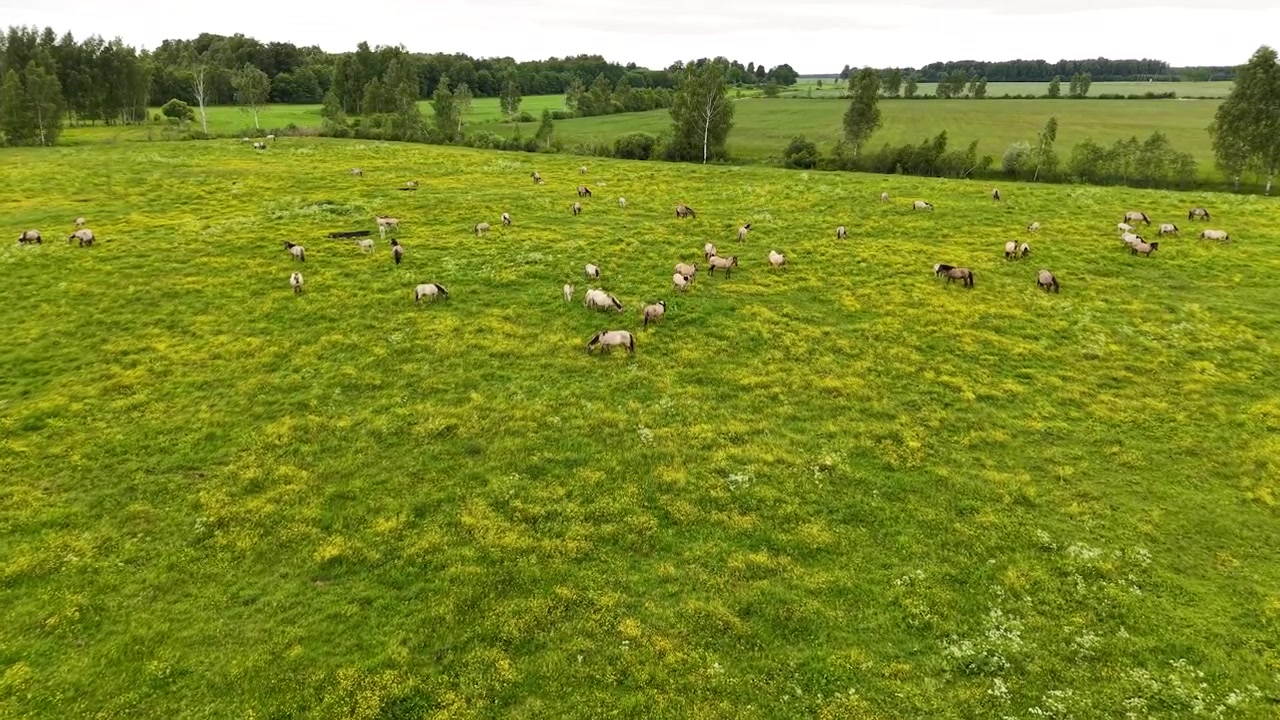 Luftaufnahme einer Pferdeherde, die auf einer saftig grünen Wiese mit gelben Wildblumen grast und eine friedliche ländliche Agrarlandschaft bildet.