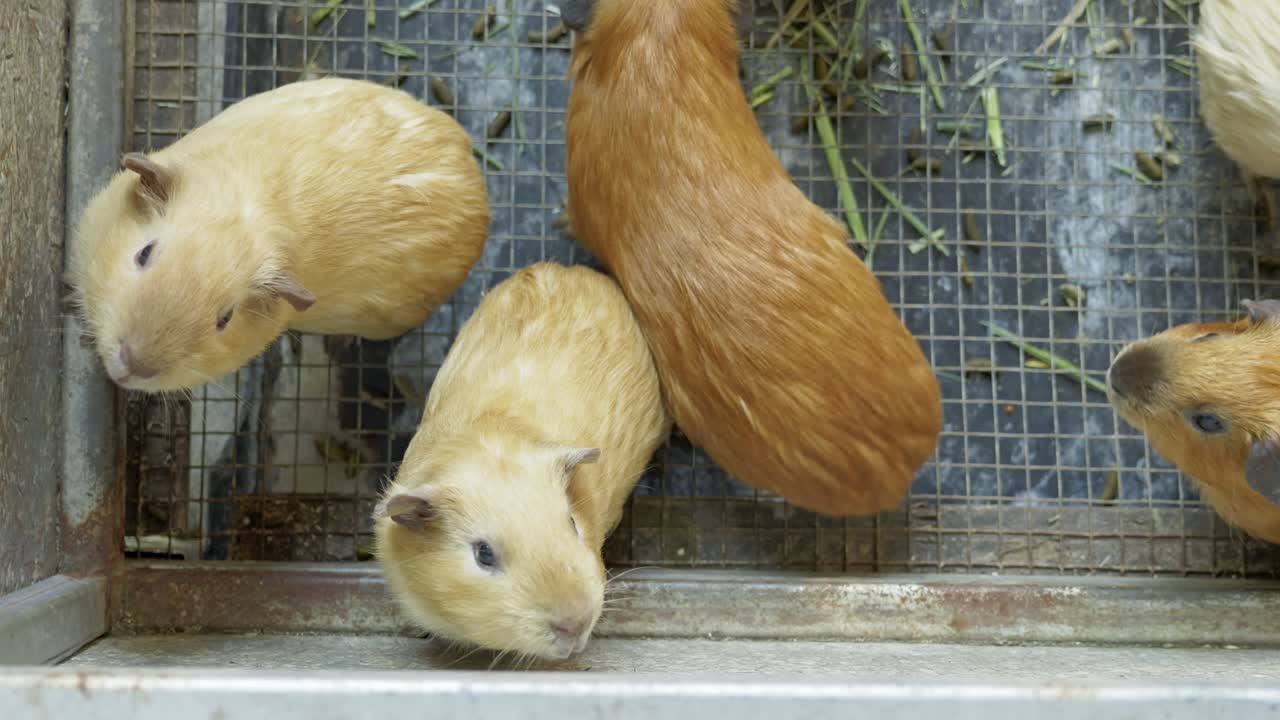 A delightful scene showcasing guinea pigs playing together in their cozy habitat